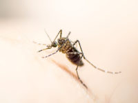zika-virus-mosquito