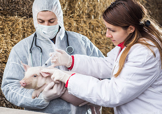antibiotics-injected-livestock