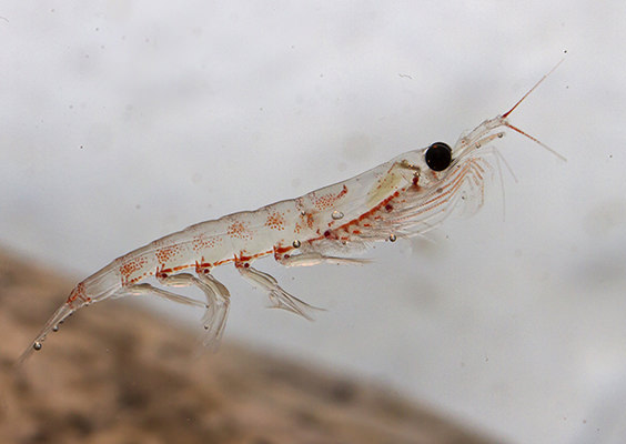 krill