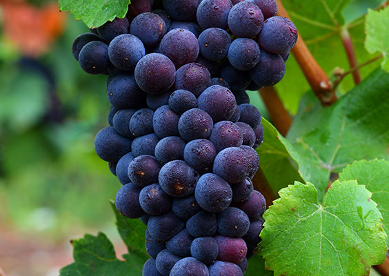 most-resveratrol-in-red-wines
