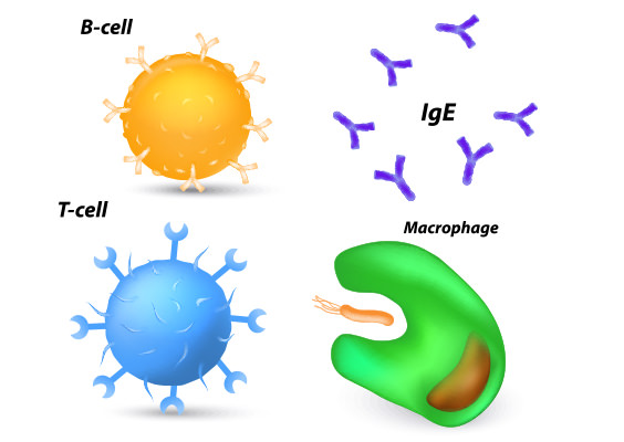 immune-system-cells