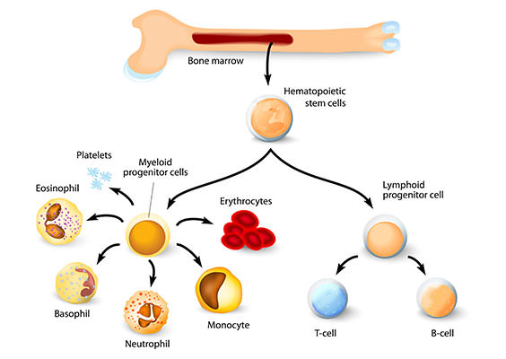 hematopoietic-stem-cells