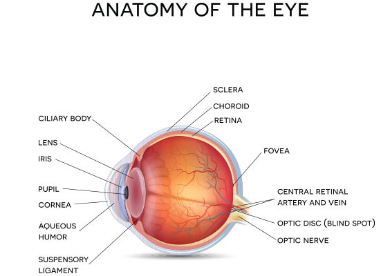 anatomy-of-the-eye