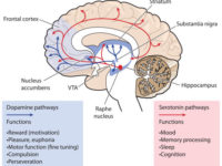 serotonin-pathways
