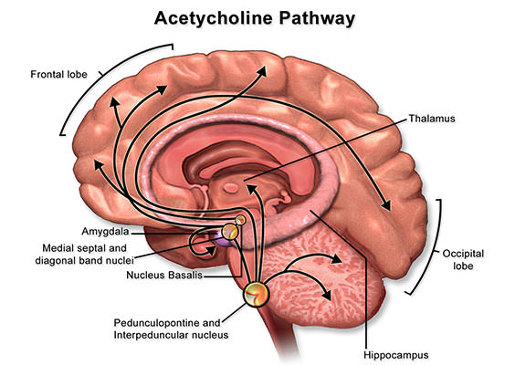 acetylcholine-pathway