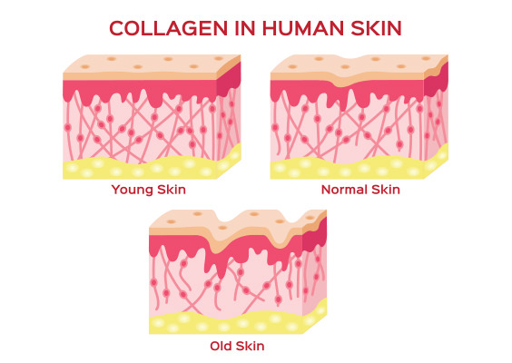 collagen-human-skin