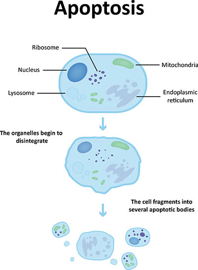 apoptosis