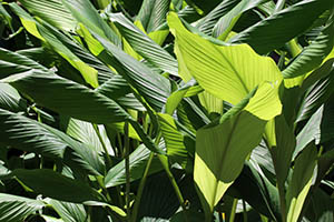 turmeric plant