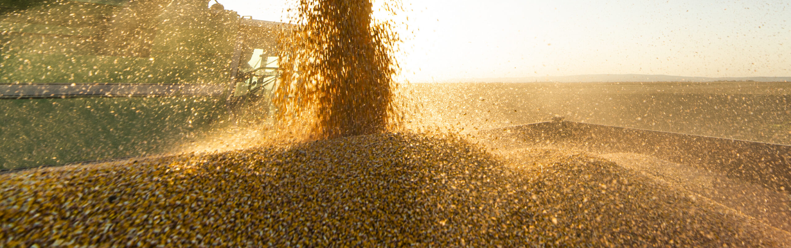 Featured image for “Common Cooking Oil Destroys Brains!?”